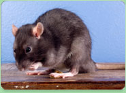 rat control Droylsden