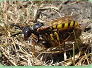 wasp control Droylsden